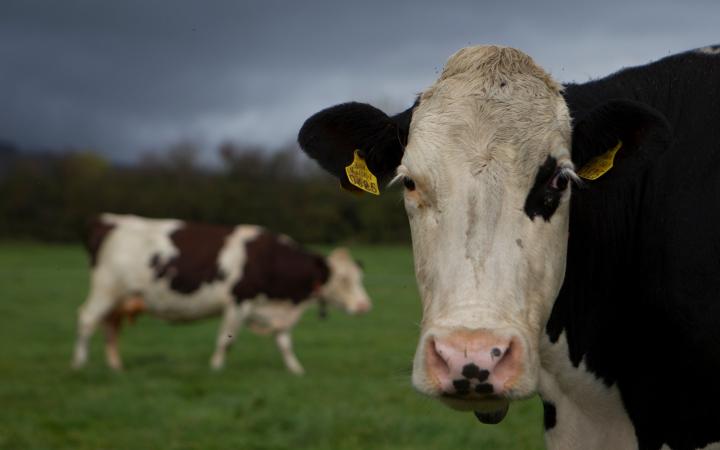 Vaches à lait dans un champs de Kilsheelan (Irelande)