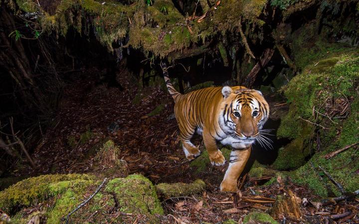 Tigre du Bhoutan photographié grâce à un piège photographique