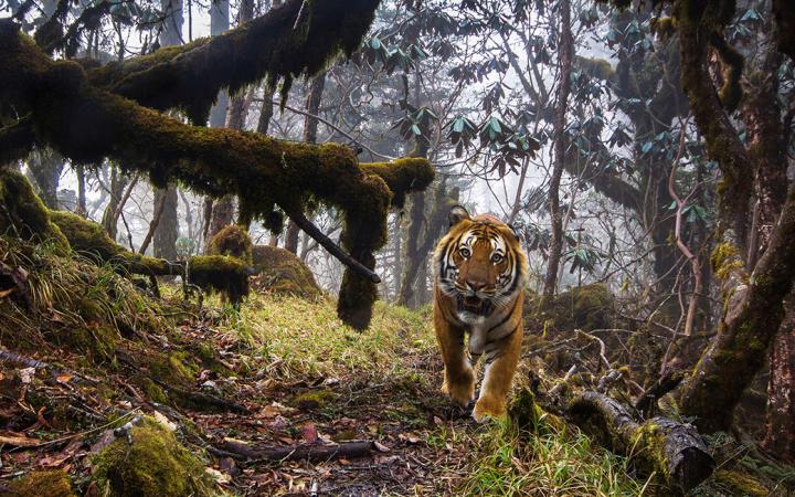 Tigre du Bhoutan