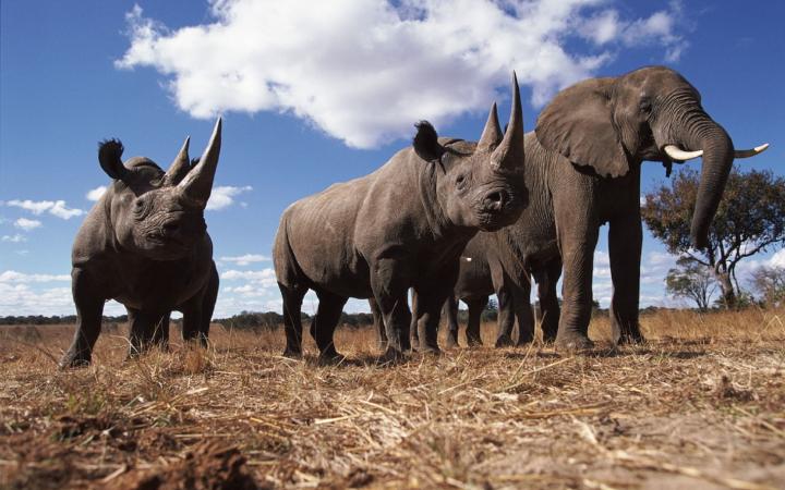 Rhinocéros noirs (Diceros bicornis) et Éléphant d'Afrique (Loxodonta africana)