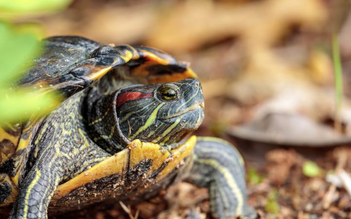 Trachemys scripta elegans