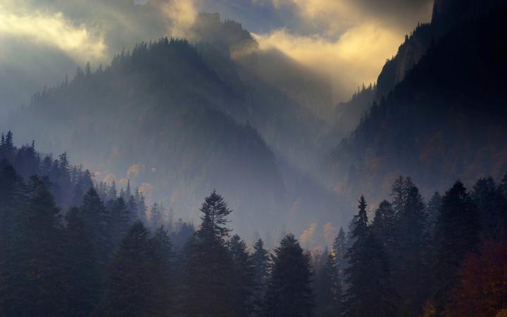 Forêt des Carpates, Parc national de Piatra Craiului, Transylvanie (Roumanie)