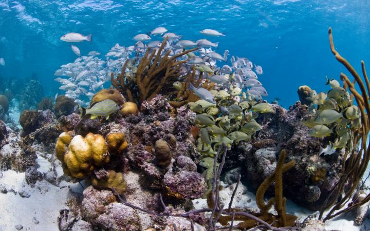 Coraux et poissons dans la réserve marine de Hol Chan à Bélize