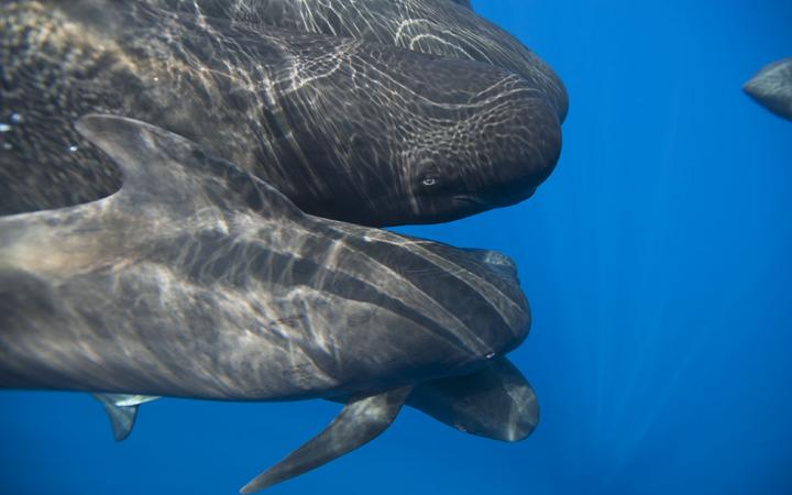 Globicéphale en mer Méditérranée