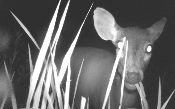 Camera trap cerf-cochon grand Mékong