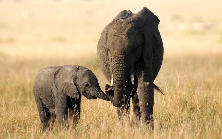 Mère éléphant et son petit dans la savane africaine