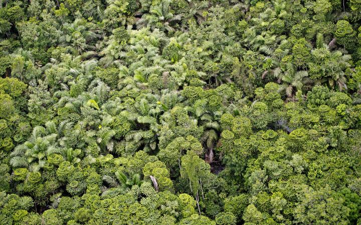 Vue aérienne de la canopée de la Réserve de Wonga Wongué (Gabon)