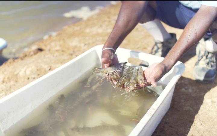 élevage de crevettes durable à Madagascar