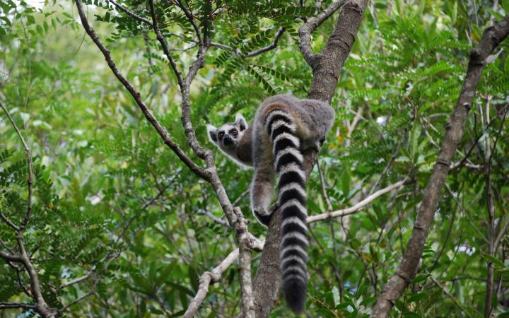 Lémurien à queue annelée (Lemur catta) ou maki dans un arbre du Parc d'Anja