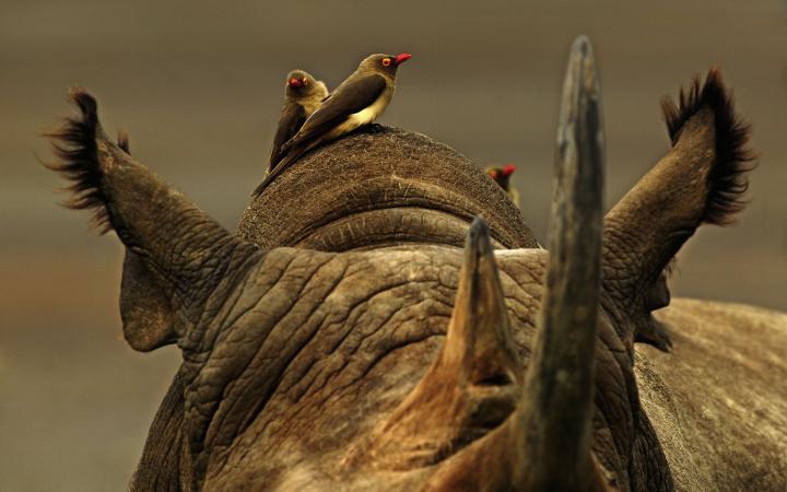 Rhinocéros noir (Diceros bicornis) et Piquebœuf à bec rouge (Buphagus erythrorhynchus), Parc national du lac Nakuru (Kenya)