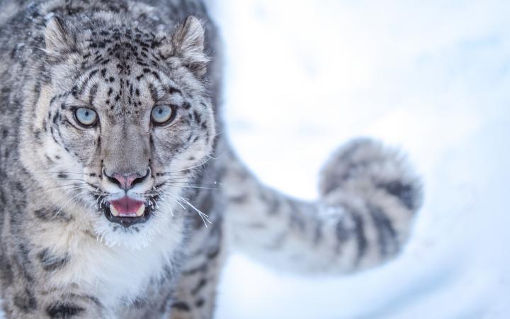 La Panthere Des Neiges Une Espece Menacee Wwf France La Panthere Des Neiges Une Espece Menacee Wwf France