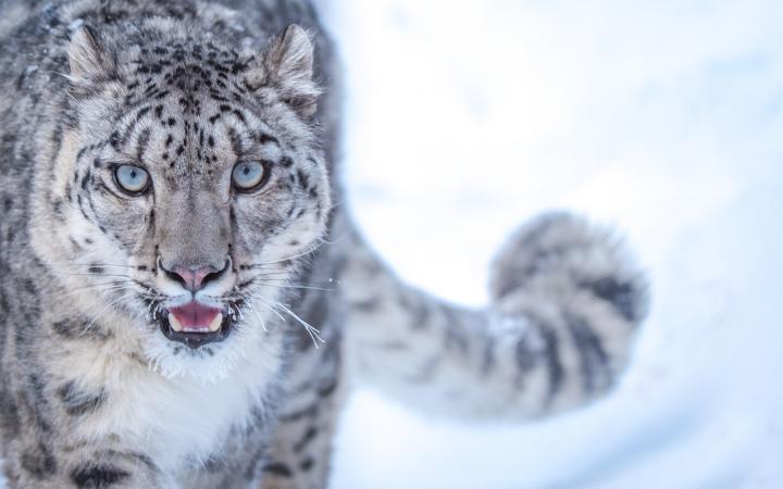 Panthère des neiges captive (Pakistan)