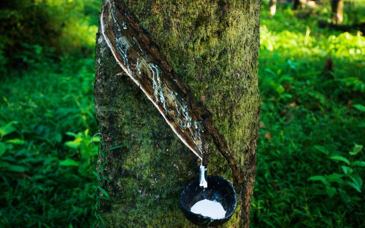 Latex recueilli d'un hévéa, région de Tanintharyi (Myanmar)