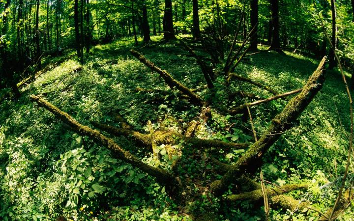 Forêt de Bialowieza, Pologne