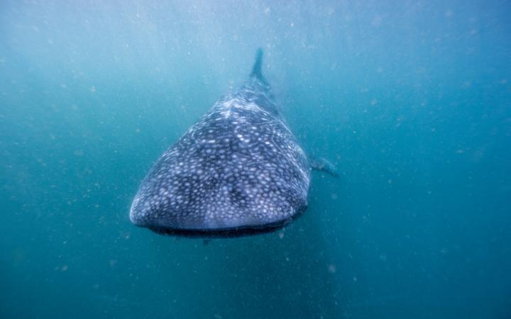 Requin-baleine (Rhincodon typus), Donsol, Philippines