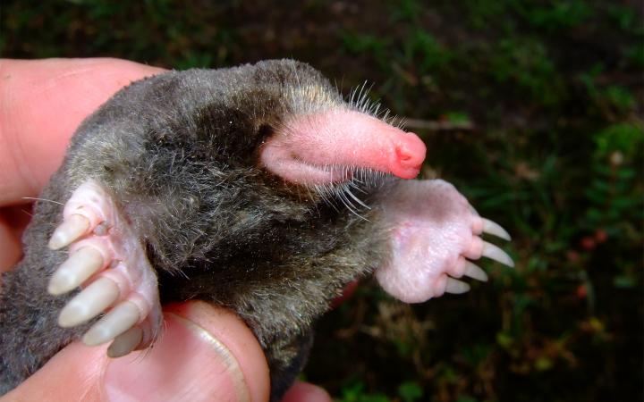 Taupe (Euroscaptor orlovi), Grand Mekong