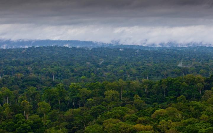 Forêt du Bassin du Congo