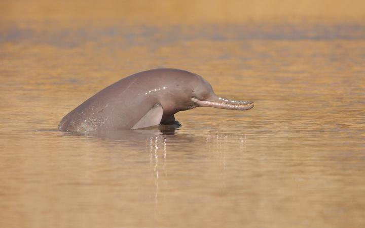 Un dauphin de l'Indus (platanista indi) sortant sa tête de l'eau