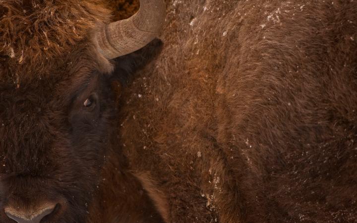 Plan serré d'un bison d'Europe (Bison bonasus) dans la Forêt de Białowieża (Pologne)