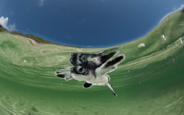 Petite tortue verte (Chelonia mydas) nageant dans la mer, Sulawesi du Sud, Indonésie