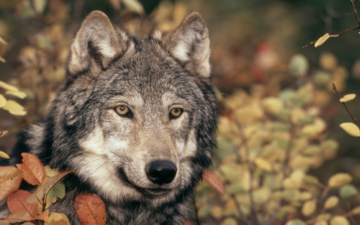 Loup dans la forêt