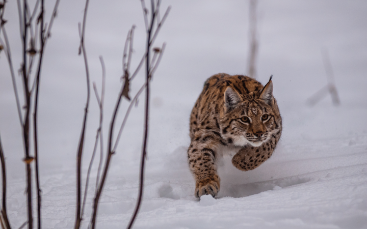 Le lynx boréal – Fiche signalétique