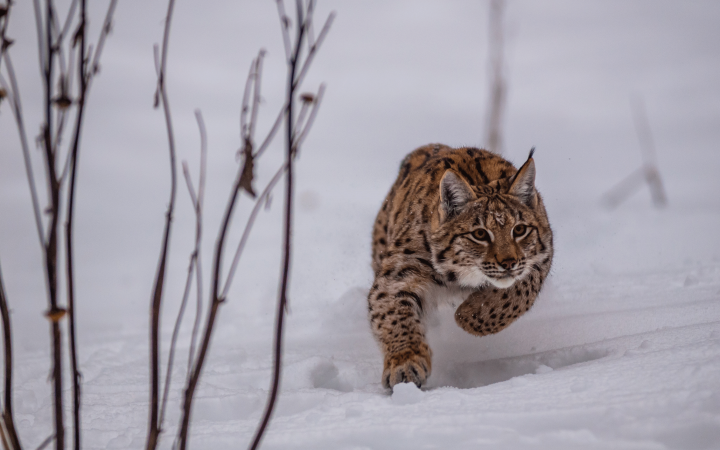 Lynx boréal (Lynx lynx) courant dans la neige 