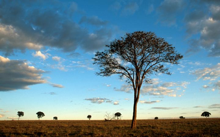 Crépuscule sur le cerrado, une vaste savane dans les hautes terres centrales du Brésil.