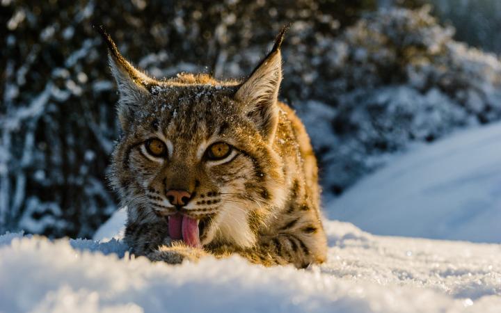 Quand le lynx est tenu à l'oeil - La Région