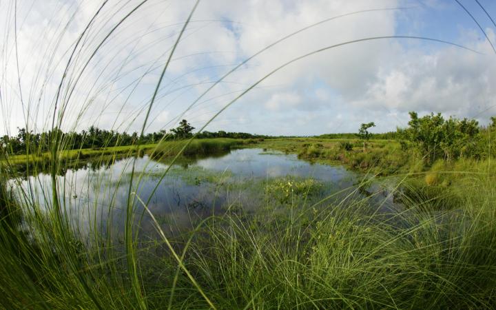 Marais d'eau douce sur une île dans le parc national des Sundarbans (Bangladesh)
