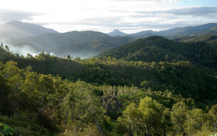 Végétation typique d'une forêt humide, vallée de Koné-Tiwaka, Nouvelle-Calédonie (France) 