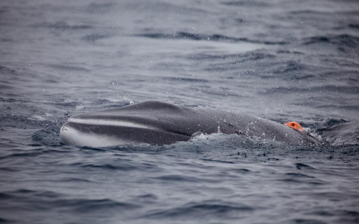 Baleine de Minke nageant avec une balise posée par des chercheurs à la surface de l'Antarctique 