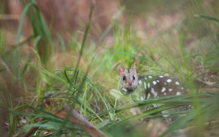 Vue sur un chat marsupial (Dasyurus maculatus) dans les hautes herbes du Parc national Booderee (Australie)