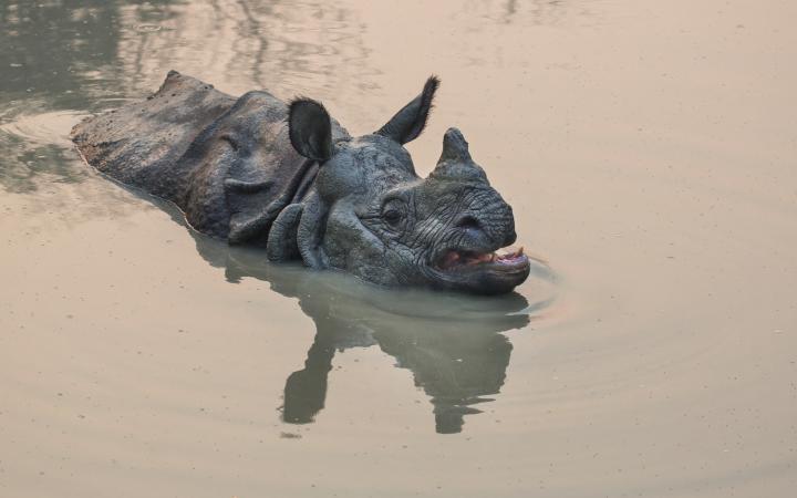 Un rhinocéros à une corne (Rhinoceros unicornis) nageant dans la zone de forêt communautaire de Ghat Amaltari et de la forêt nationale de Chitwan (Népal)