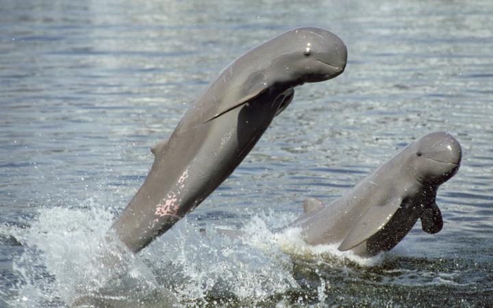 Dauphins de l'Irrawaddy (Orcaella brevirostris), Thaïlande