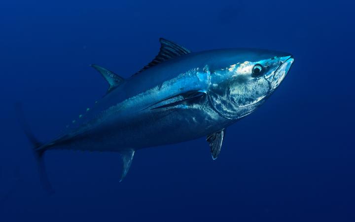 Thon rouge d'Atlantique (Thunnus thynnus) dans les eaux de Malte, Mer Méditerranée