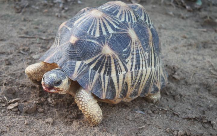 Une tortue radiée (Astrochelys radiata) à Fort-Dauphin (Madagascar)