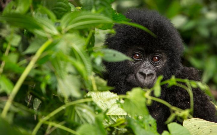 Gorille des montagnes (Gorilla beringei beringei) dans le parc national des Virunga (République Démocratique du Congo)