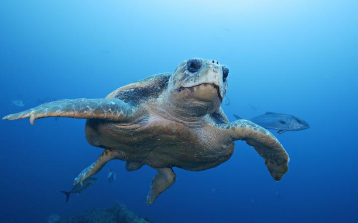 Tortue caouanne (Caretta caretta) qui nage en plein Océan Atlantique (Caroline du Nord, Etats-Unis)