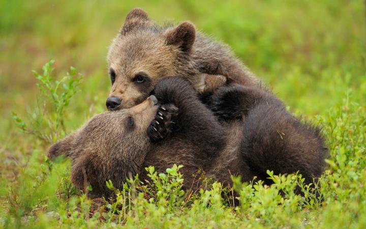 Deux jeunes ours bruns (Ursus arctus) jouent dans une prairie en Finlande