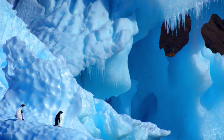 Deux manchots Adélie (Pygoscelis adeliae) sur un iceberg, Antarctique