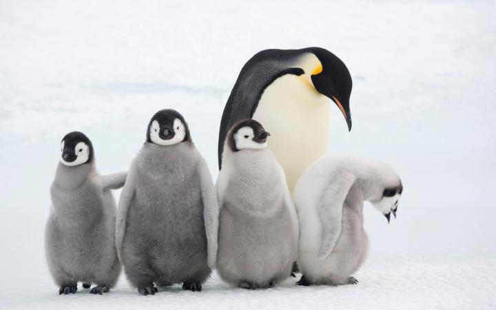 Un manchots empereur et ses petits (Aptenodytes forsteri), colonie Snow Hill Island, Antarctique