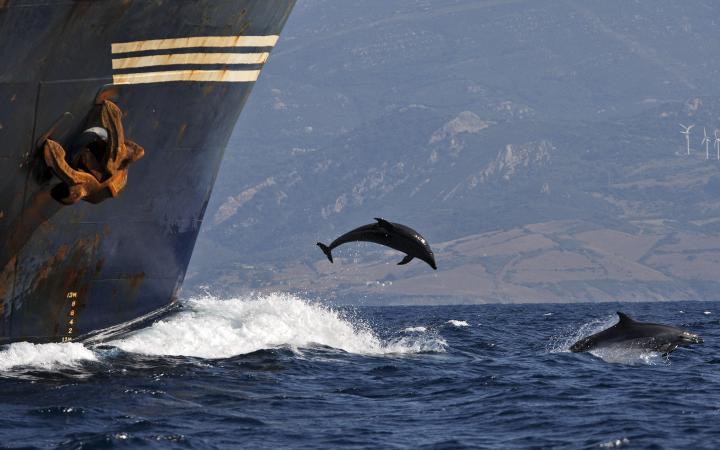 Des grands dauphins (Tursiops truncatus) suivent un paquebot dans le Détroit de Gibraltar, Mer Méditerranée