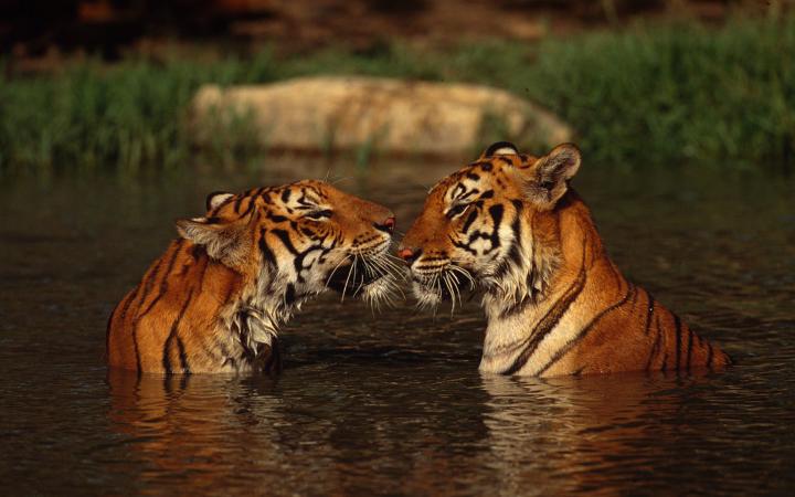 Deux "panthera tigris tigris" dans l'eau