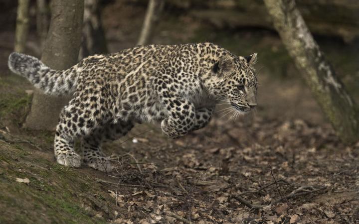 Simbad, une panthère de Perse (Panthera pardus saxicolor) en plein bond, Russie.