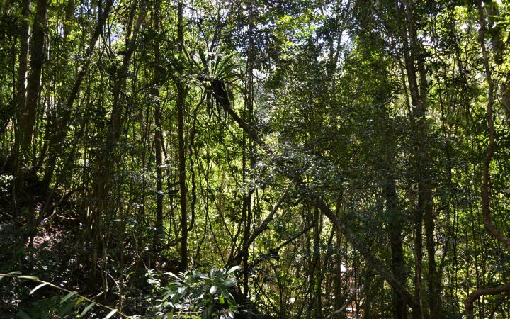 La forêt de Madagascar