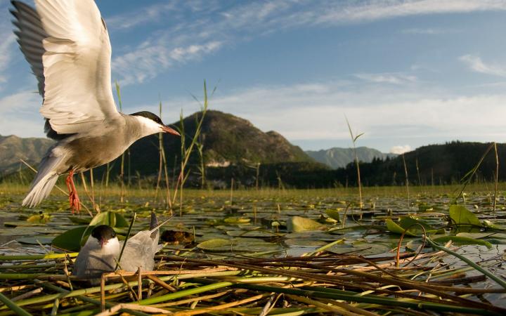 Un couple de guifettes moustacs (Chlidonias hybrida) couvent leurs poussins sur le Lac de Shkodra, Monténégro.
