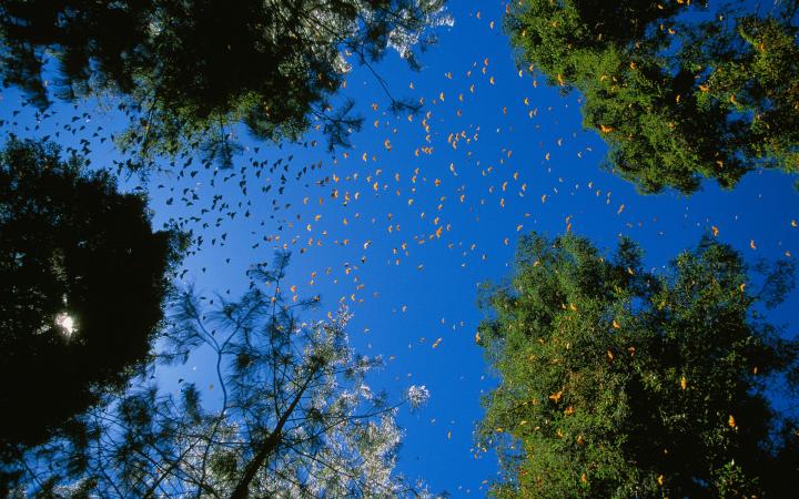 Fin mars, les papillons Monarques (Danaus plexippus) de la Réserve de biosphère du papillon monarque au Mexique prennent leur envol pour migrer vers les Etats-Unis et le Canada.