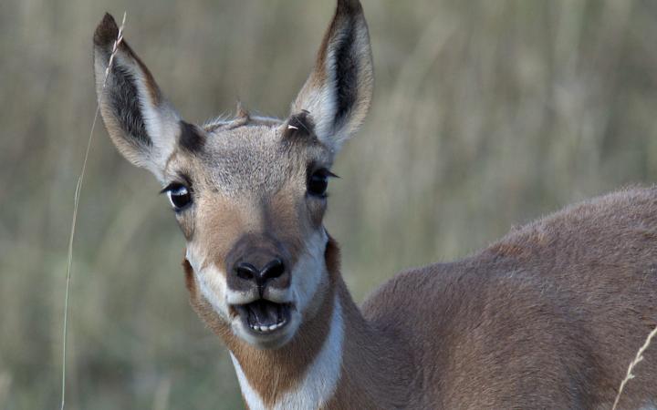 Une antilope d'Amérique dans le parc national de Grand Tetons, Wyoming, Etats-Unis.