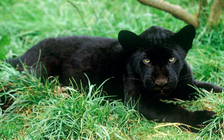 Jaguar noir (Panthera onca), ils doivent leur couleur à une pigmentation d’origine génétique assez rare (1 sur 50).
